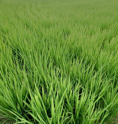背丈を伸ばした稲＝松江市内