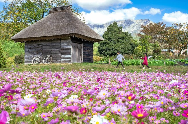 最優秀賞に選ばれた清水絵梨香さんの「御机の秋桜畑」