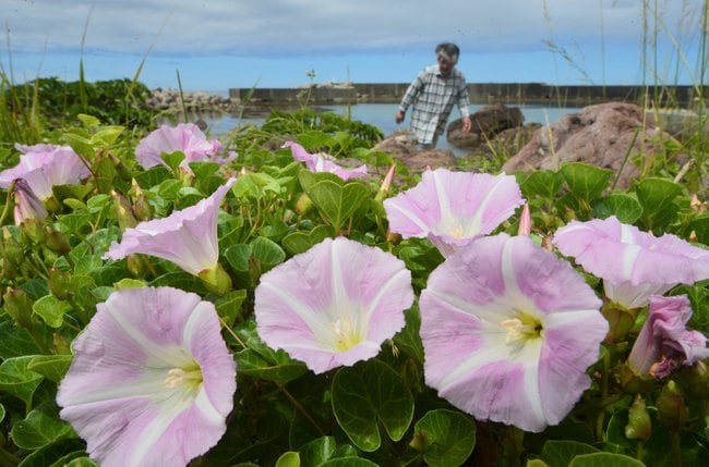 涼やかな花を咲かせたハマヒルガオ＝島根県隠岐の島町北方、長尾田港