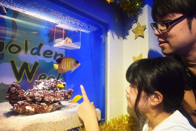 黄金色の魚を観賞する来館者＝浜田市・江津市、しまね海洋館アクアス