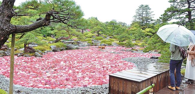 池に浮かぶ色鮮やかなボタンを眺める来場者＝松江市八束町波入、由志園