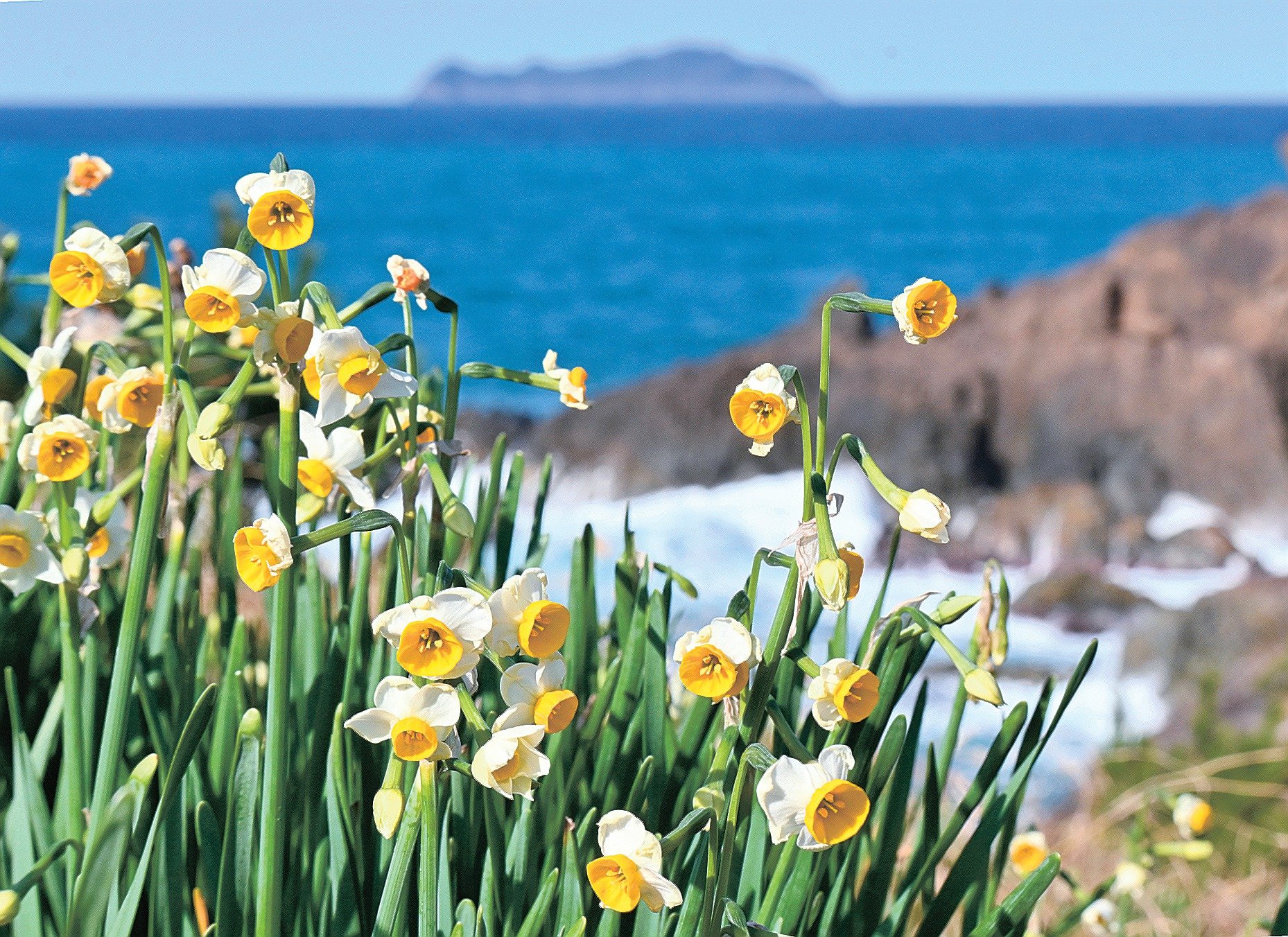 潮風に花揺れて 益田・唐音水仙公園のニホンスイセン | 山陰中央新報