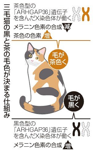 緑の木と三毛猫さん 三毛猫毛色、120年の謎解く 黒と茶決める遺伝子特定 九大チーム