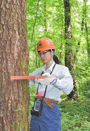 三瓶山の国有林内で木の幹を測る森林官の山本あゆみさん。「自然の中でいろいろな動植物を見られ、地域の人たちと交流できるのが仕事の魅力」と話す＝大田市内