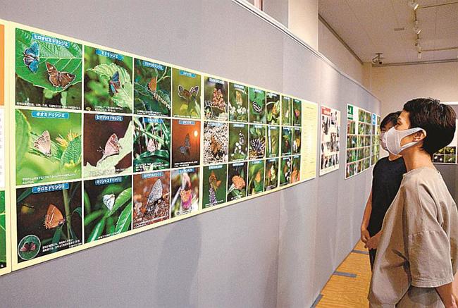 さまざまなチョウを撮影した写真を見る来館者＝鳥取県大山町大山、県立大山自然歴史館