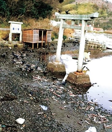 イカ寄せの浜に打ち上げられたマイカ＝１５日朝、島根県西ノ島町浦郷（松尾翔平さん提供）