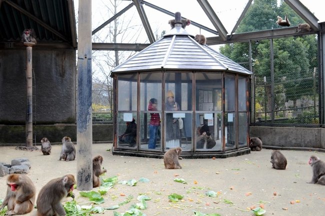 湊山公園の猿が島＝米子市西町（資料）