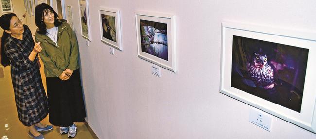 野鳥を撮影した作品を鑑賞する来館者＝浜田市三隅町古市場、石正美術館