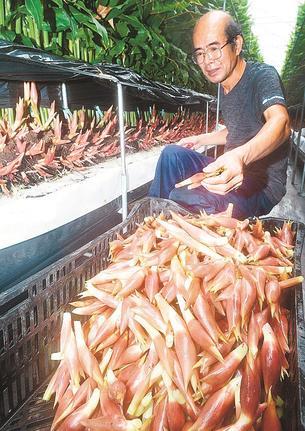 ミョウガを収穫する湯浅克美さん=安来市九重町