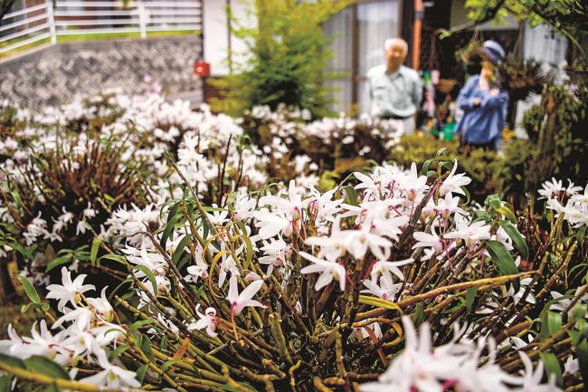 服部セツ子さん宅で満開になったセッコク＝隠岐の島町犬来