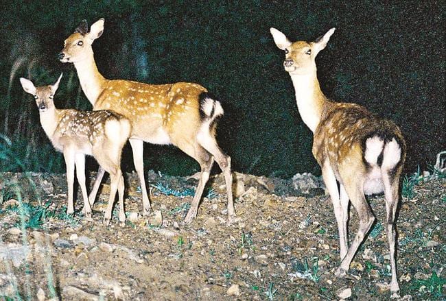 生息分布を広げるニホンジカ（県中山間地域研究センター提供）