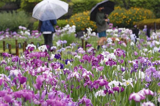 西日本に先駆け、関東甲信越は６日に梅雨入りした。東京都葛飾区の「堀切菖蒲園」ではハナショウブが見頃を迎えた