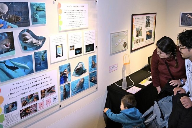アンナやアーリャが出産した子イルカの写真パネルを見る来館者＝浜田市・江津市、しまね海洋館アクアス