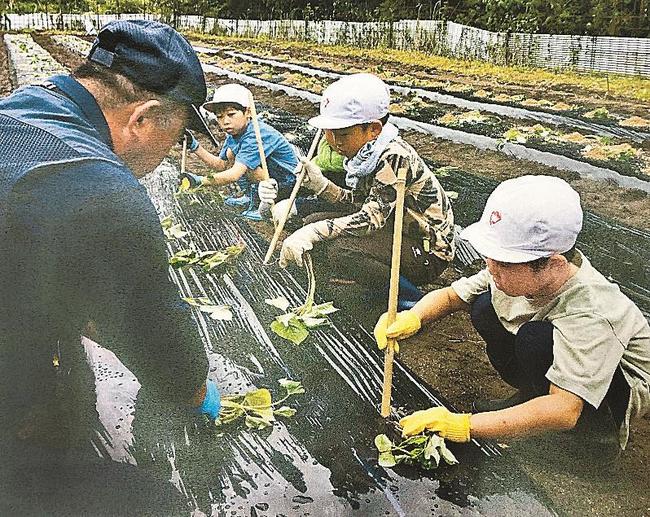 竹の棒で穴を開け、サツマイモの苗を植える児童＝安来市伯太町下小竹