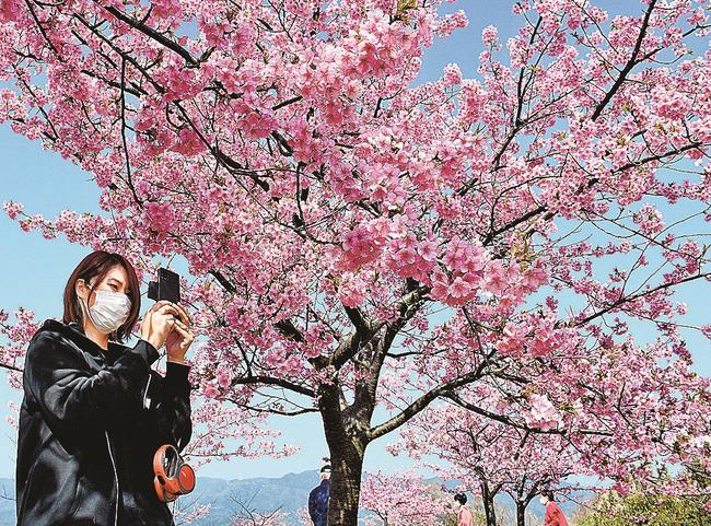 満開になった河津桜を楽しむ花見客=松江市八束町二子