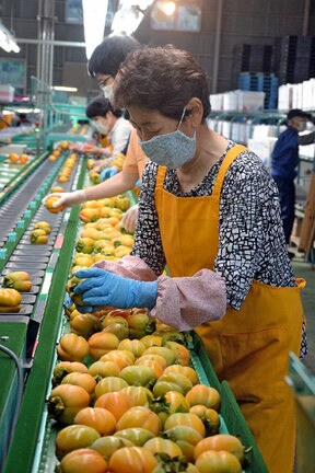 西条柿の状態を確認するパート従業員＝出雲市上岡田町、ＪＡしまね平田柿選果場