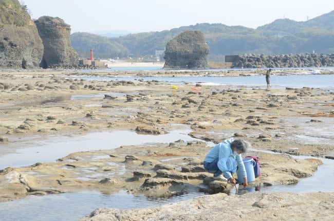 浜田地震での隆起により独特の景観を織りなす石見畳ケ浦＝浜田市国分町