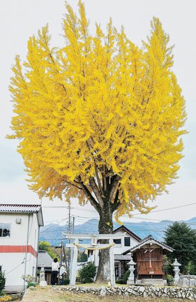黄色に染まり、見頃を迎えたイチョウ＝島根県邑南町矢上