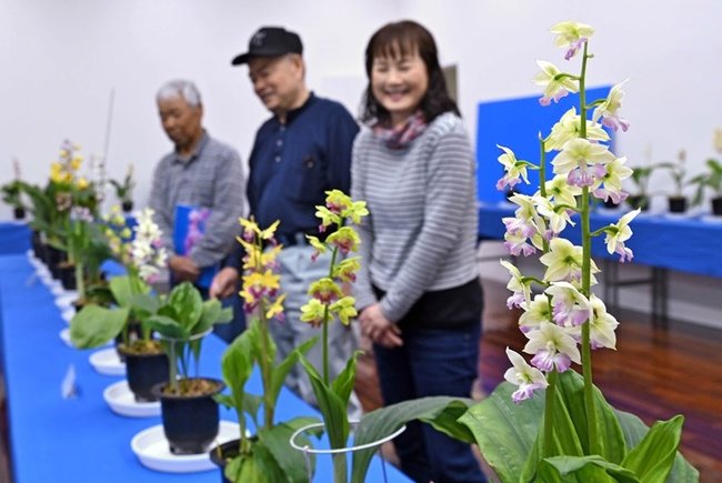 花の咲き具合を確かめる石見えびね会会員＝益田市有明町、島根県芸術文化センター・グラントワ