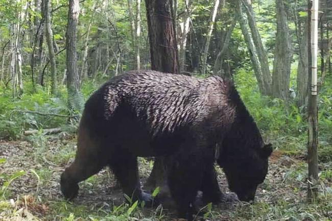 北海道標茶町で撮影されたヒグマ「ＯＳＯ１８」＝６月（同町提供）