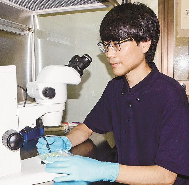 接ぎ木を用いた植物のバイオマス増加技術を開発した門田宏太さん＝松江市西川津町、島根大