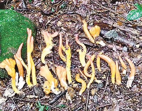木谷沢渓流で発見されたカエンタケ（鳥取県西部総合事務所提供）