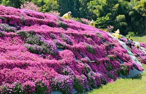 シバザクラの手入れをする永田集落の住民＝安来市広瀬町東比田