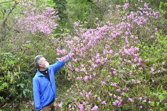 ミツバツツジを見る来場者＝鳥取県日野町中菅、滝山公園