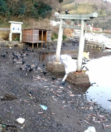 イカ寄せの浜に打ち上げられたマイカに群がるカラス＝１５日朝、島根県西ノ島町浦郷（松尾翔平さん提供）