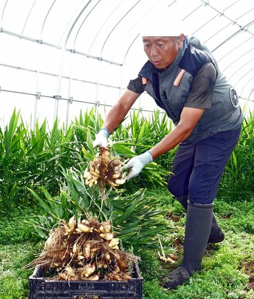 出西しょうがを収穫する田口裕一郎さん＝出雲市斐川町出西