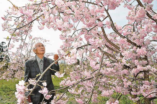 開花したヤエベニシダレを前に「まだまだ成長を見守りたい」と話す原忠吉さん＝浜田市金城町下来原