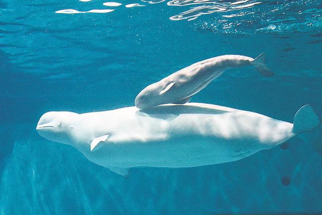 生まれてきた子どもと泳ぐシロイルカのアンナ（しまね海洋館アクアス提供）