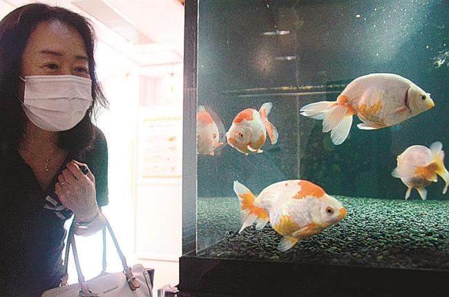 「いづもなんきん」に見入る来場者＝出雲市園町、宍道湖自然館ゴビウス