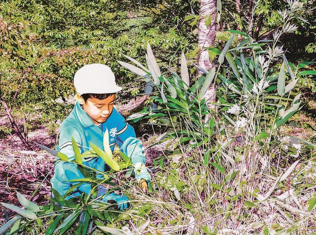 桜の周辺に茂った下草を刈り取る志学小学校の児童＝大田市三瓶町