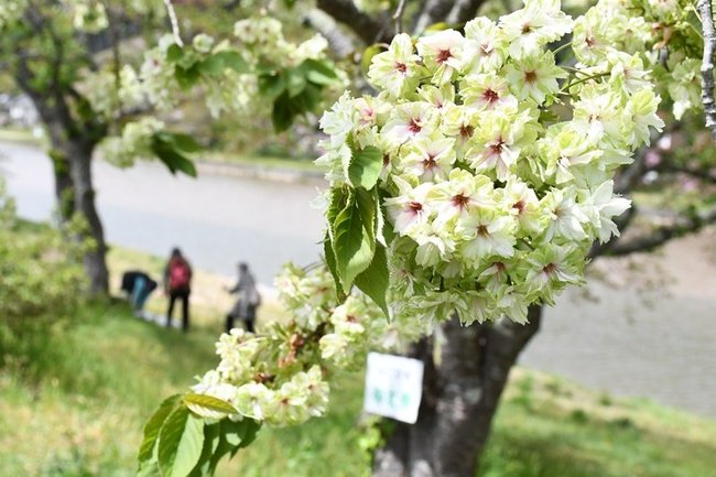 見頃を迎えた御衣黄＝雲南市三刀屋町三刀屋