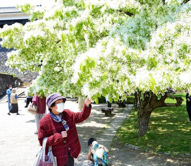 満開のナンジャモンジャを楽しむ来園者=松江市殿町、松江城山公園