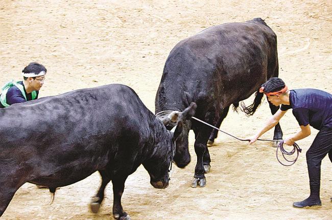 勝負の一番で押し合う突き牛＝島根県隠岐の島町池田、隠岐モーモードーム