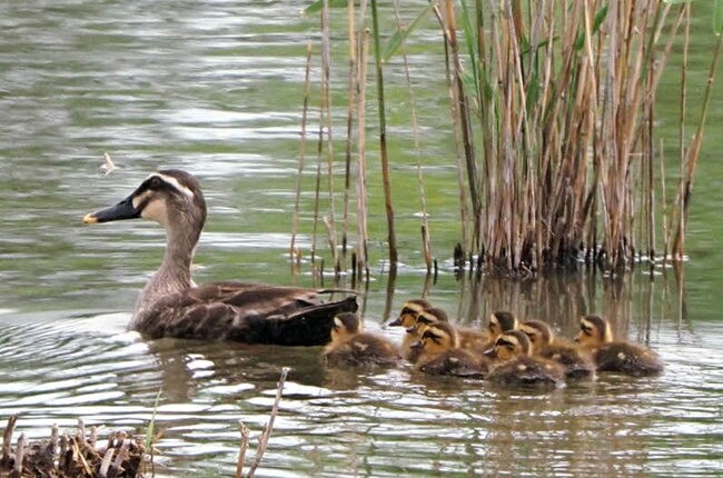 池でそろって泳ぐカルガモの親子＝米子市彦名新田（米子水鳥公園提供）