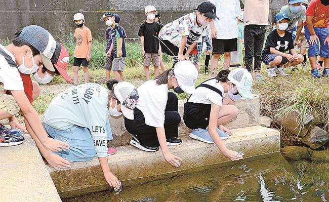ホタルの幼虫を放流する児童＝雲南市大東町大東