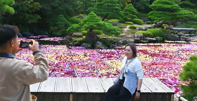 池一面のダリアを背景に写真を撮影する観光客＝松江市八束町波入、由志園