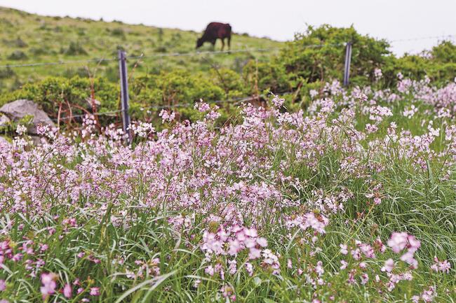 放牧地のすぐ近くに咲き誇る野ダイコンの花＝島根県知夫村