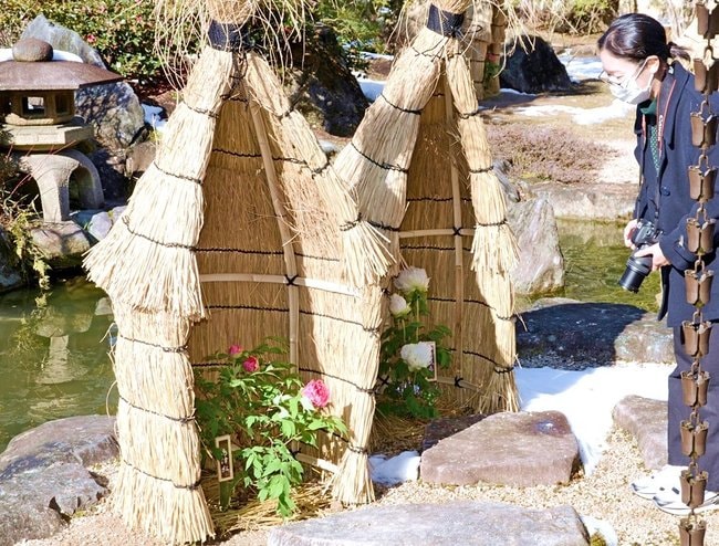 豪農屋敷の冬景色を彩る冬咲きボタン=広島県庄原市、国営備北丘陵公園