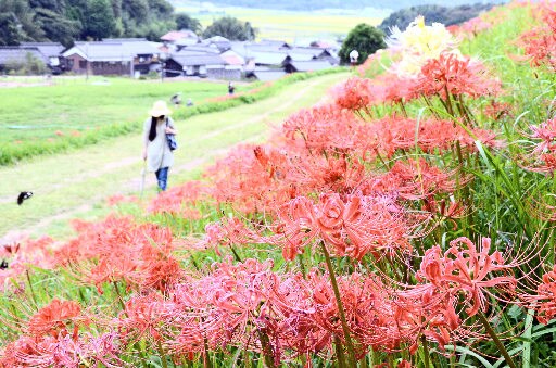 朝刊先読み 3万株の深紅と白の彼岸花 淀江町の上淀廃寺跡 山陰中央新報デジタル 朝刊先読み 3万株の深紅と白の彼岸花 淀江町の上淀廃寺跡 山陰中央新報デジタル