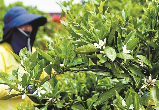 見頃を迎えたミカンの花＝安来市恵乃島町、やすぎ観光みかん園