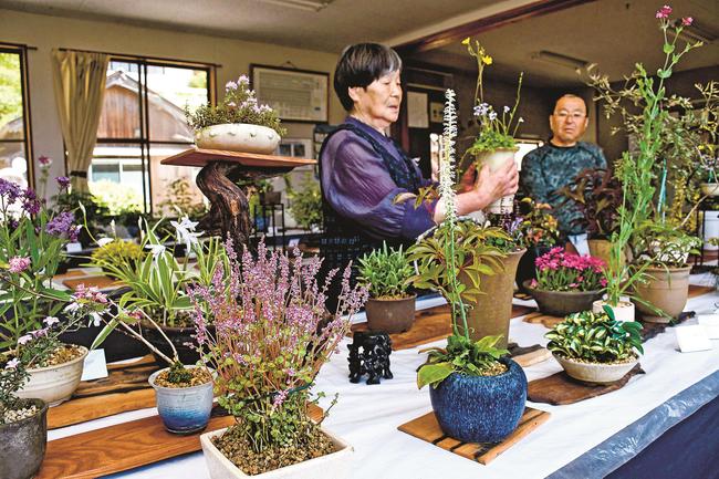 丹精込めて育てた山野草を並べる会員＝益田市乙吉町、乙吉公民館