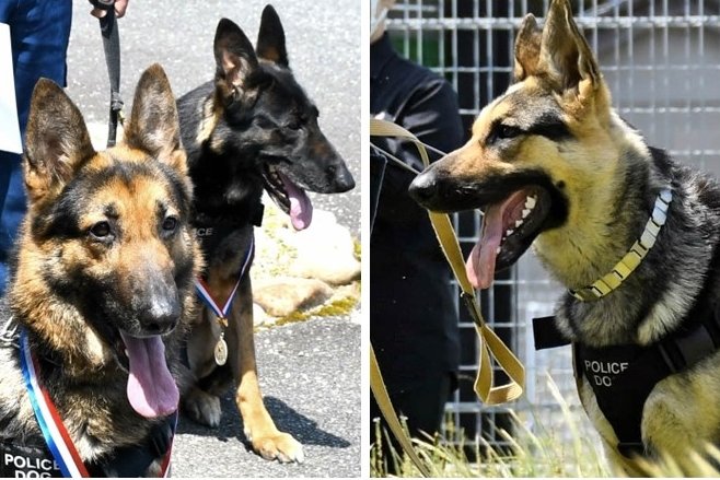 みんなの安全守ってね 嘱託警察犬 | 山陰中央新報デジタル