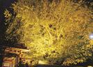 浄善寺の大イチョウ＝大田市三瓶町池田