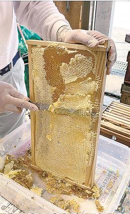 巣箱から取り除かれるミツロウ＝益田市内田町