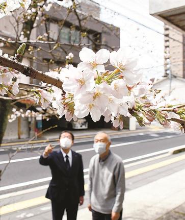 開花したソメイヨシノ＝２８日午前、松江市母衣町、山陰水道工業