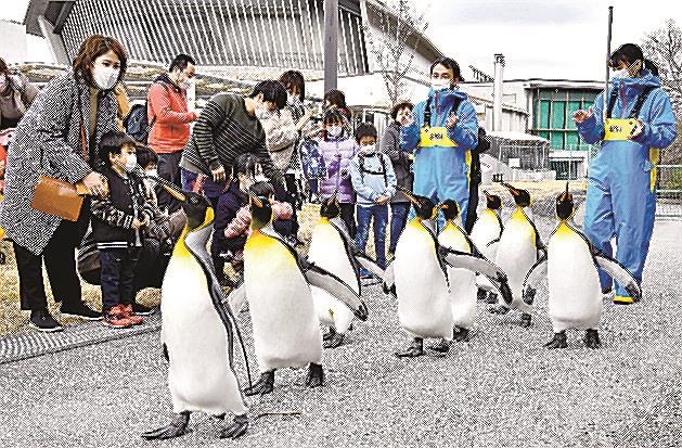 来館者に見守られながら行進するオウサマペンギン＝浜田市久代町、水族館アクアス